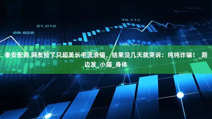 秦安配资 网友捡了只超美长毛流浪猫，结果没几天就哭诉：纯纯诈骗！_路边发_小猫_身体
